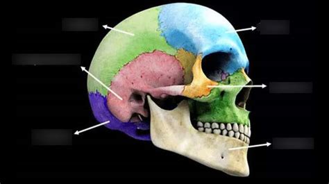 Skull Regions Diagram Quizlet