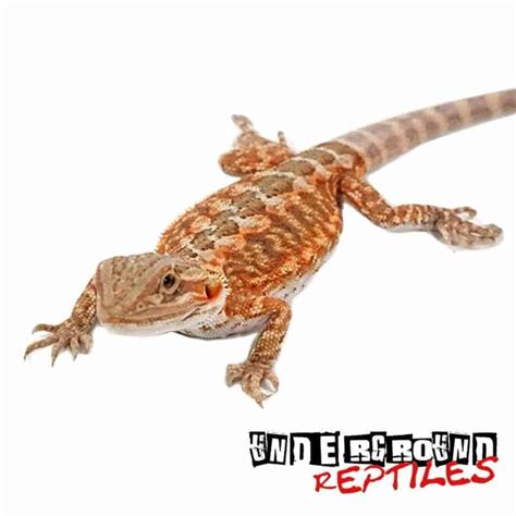 Baby Citrus Leatherback Bearded Dragon Underground Reptiles