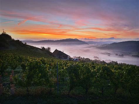 Vendanges 2021 Manicle Le Caveau Bugiste