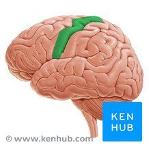 Precentral gyrus: Anatomy, location and function | Kenhub