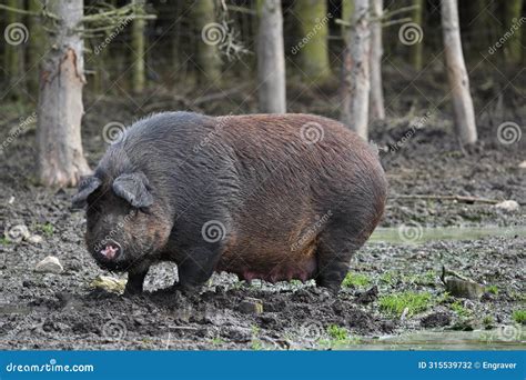 Domestic Female Pig on the Farm Stock Photo - Image of brown, female: 315539732