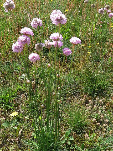 Strand Grasnelke Armeria maritima Botanischer Garten Universität