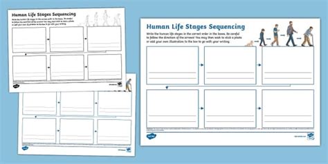 Human Life Stages Sequencing Mind Map Teacher Made