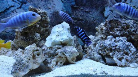 Demasoni Cichlid - Tank Mates, Size And Care Guide - The Aquarium Guide