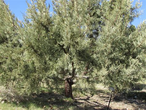 Mt Santos Alligator Juniper Juniperus Deppeana Mt Santos