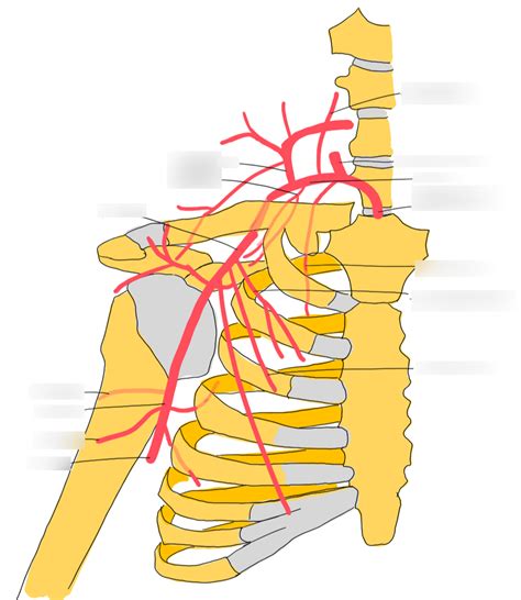 Arterien Schultergürtel Schaubild Diagram Quizlet