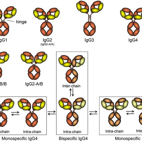 The Schematic Layout Of The Igg Subclasses And Isomers Thereof A The Download Scientific