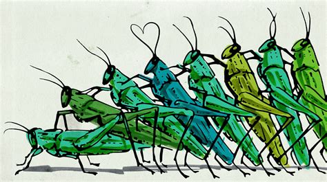 Contagious Aphrodisiac Virus Makes Crickets Have More Sex Shots Health News Npr