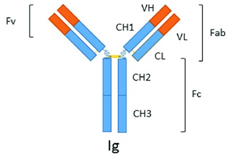 Immunoglobulin G Igg Consists Of Two Heavy Chains Vh Ch1 And Ch2 Download Scientific