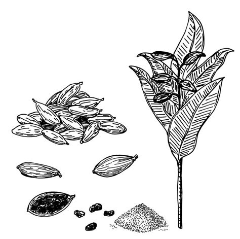 Premium Vector | Cardamom set hand drawn engraving spices in sketch ...