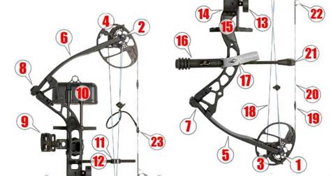 Bow Anatomy Anatomy Reading Source