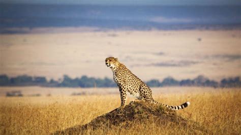 Kenya Wildlife Reserves – African Safaris with Taga Safaris Africa