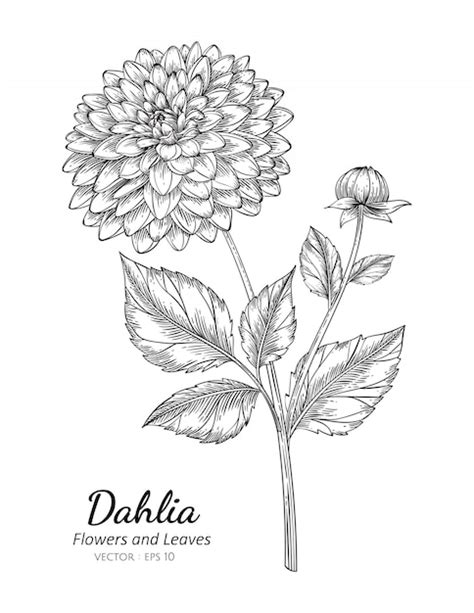 Premium Vector Dahlia Flower Drawing Illustration With Line Art On