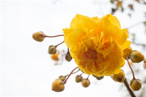 Premium Photo | Yellow silk cotton tree flowers