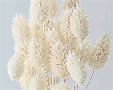 Dried White Phalaris Dried Flowers Preserved Flowers White Flowers