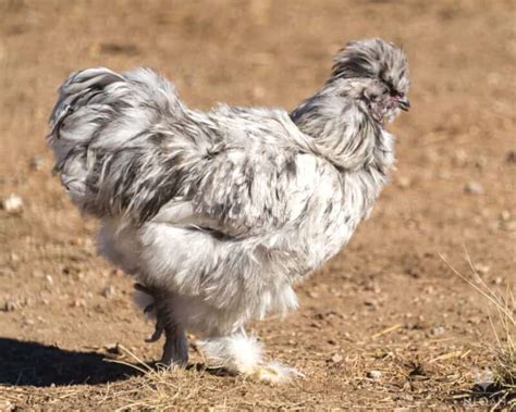 Silkie Chickens Everything You Need To Know