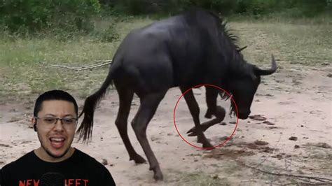 Crocodilo Do Nilo Destro A A Pata De Gnu E Leopardo Aproveita Youtube