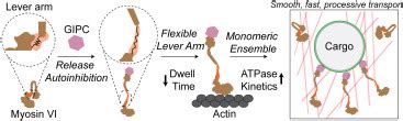 Multimodal Regulation Of Myosin VI Ensemble Transport By Cargo Adaptor