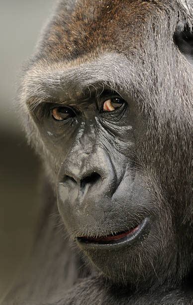 3,800+ Gorilla Smiling Stock Photos, Pictures & Royalty-Free Images ...