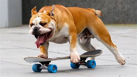 Amazing Talented Dogs Skateboarding Through The Streets And Stairs Youtube