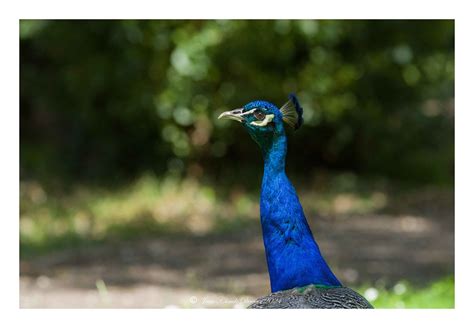 Paon Bleu Pavo Cristatus Jean Claude DEVAUX Flickr