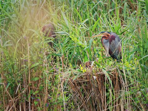 P1565395 Crop Purpurreiher Wagbachniederung Deutschland Hanke