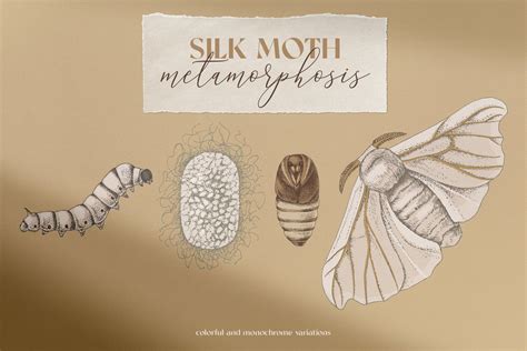 Silk Moth Metamorphosis - Design Cuts