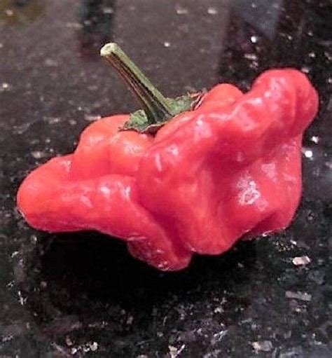 40 Red Jamaican Hot Pepper Capsicum Annuum Scotch Bonnet Etsy