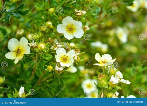 Bl Hender Busch Gr Ne Bl Tter Wei E Blumen Mit Gelber Mittelbl Te Im