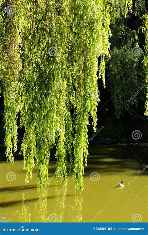 Willow Branches Dropping To The Water Stock Photo Image Of Lake