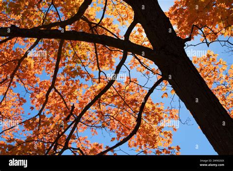 Sugar Maple Fall Foliage Wolcott Park West Hartford Connecticut