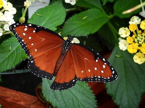 Butterflies At Olbrich Jonathan Bloy