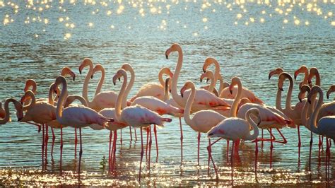 Le Saline Di Margherita Di Savoia L Anticamera Del Paradiso ItLecce