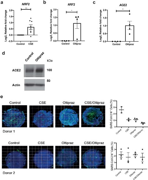 Cse And Oltipraz Increase Ace And Nrf Expression But Not Sars Cov