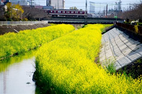 令和2年3月25日 黄色のじゅうたん 恩智川の菜の花が見頃を迎える 東大阪市