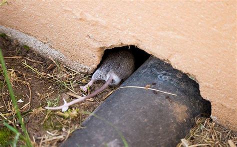 Blog Early Preparation Steps For Fall Rodent Prevention