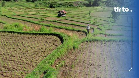 Proyek Pertanian Padi Bersama Tni Di Sumbar Menuai Kecaman