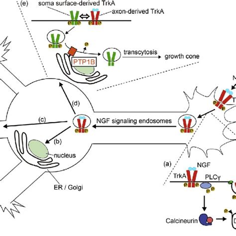 Pdf Retrograde Signaling Via Axonal Transport Through Signaling Endosomes