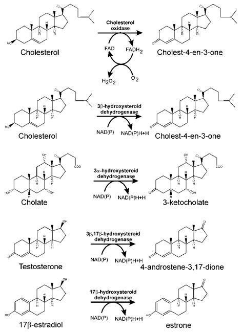 Genes Free Full Text Steroids As Environmental Compounds Recalcitrant To Degradation