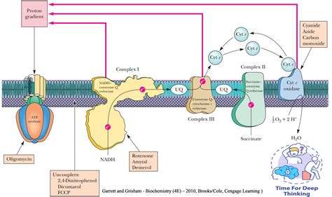 Mcqs On Respiratory Complexes And Inhibitors Of Electron Transport