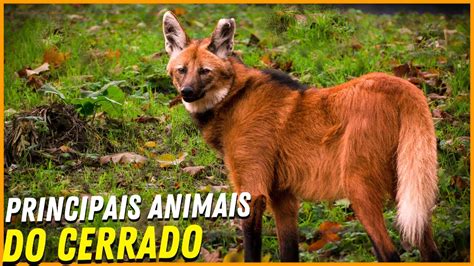 Animais Do Cerrado Goiano - 20 ANIMAIS DO CERRADO BRASILEIRO MAIS INCRIVEIS QUE VÃO TE SUPREENDER ...