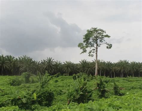 Radio: CAMEROON-BENIN: The Conversion of Forests Into Farmland (French ...