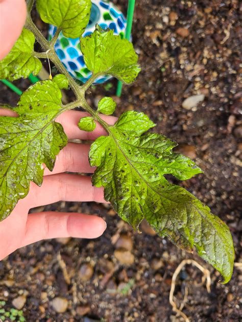 Why Is My Tomato Plant Turning Black Rvegetablegardening