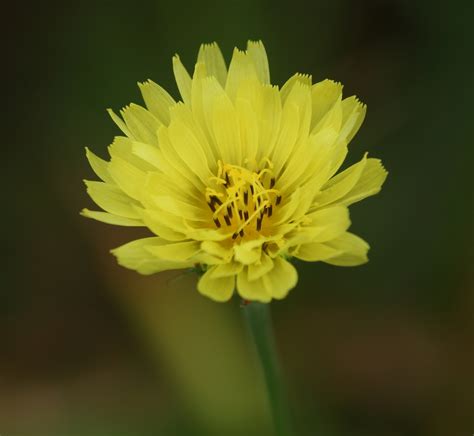 Achicoria Del Desierto Flora Parques Guadiana Biodiversity All