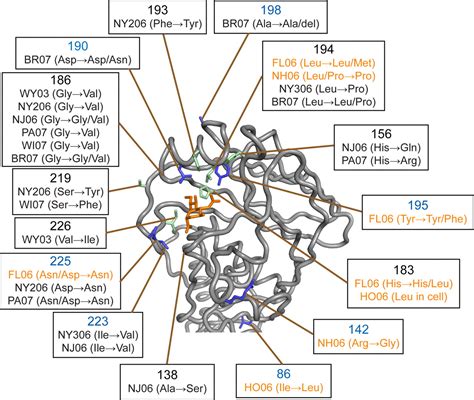 Receptor Specificity Of Influenza A H3n2 Viruses Isolated In Mammalian