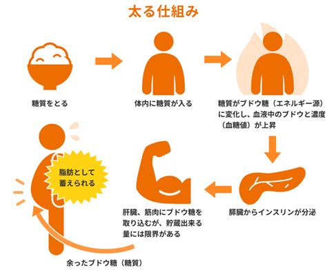 糖質制限とカロリー制限の違いとは？ ダイエット方法を徹底比較