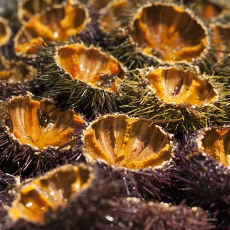 Sea Urchin Gonads Are Creamy Briny And Versatile Food Sea Urchin