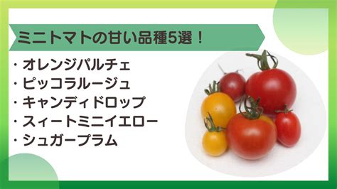 ミニトマトの甘い品種20選！家庭菜園や初心者でも育てやすい品種は？｜マイナビ農業