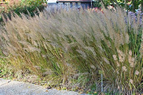 Calamagrostis Arundinacea Syn C Brachytricha Bg Utre Flickr