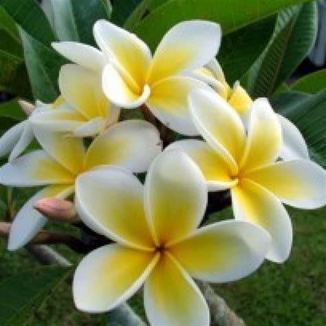 Buy Plumeria Yellow Plant online at cheap price on plantsguru.com